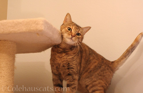 Ruby still loves her tower - © Colehauscats.com