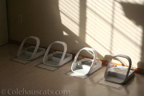 A row of SureFlap feeders - © Colehauscats.com