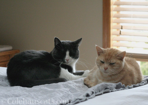 Tessa and Miss Newton "snuggle" - © Colehauscats.com