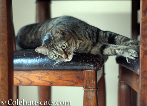 Viola's favorite chair - © Colehauscats.com