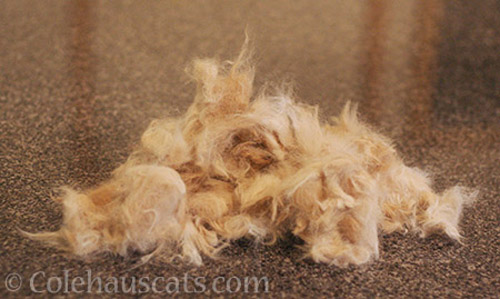 Oh, the fur! - © Colehauscats.com