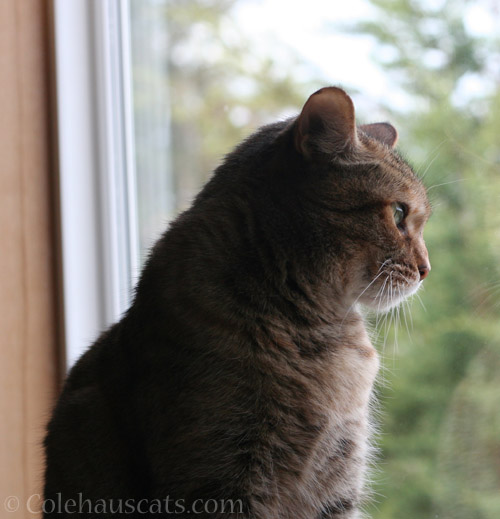 Watching birds and the sunrise - © Colehauscats.com