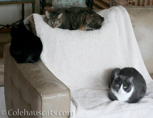 Three not-so-friends - © Colehauscats.com