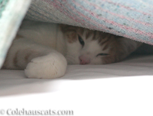 Am sleeping - © Colehauscats.com