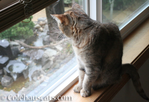 Looking for Spring - © Colehauscats.com