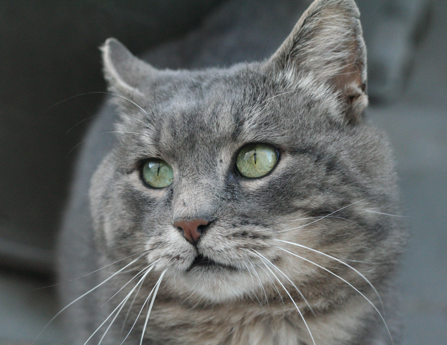 Mac, October 2017. A stray, looking for a home - © Colehauscats.com