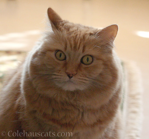 Pia awaits attention - © Colehauscats.com