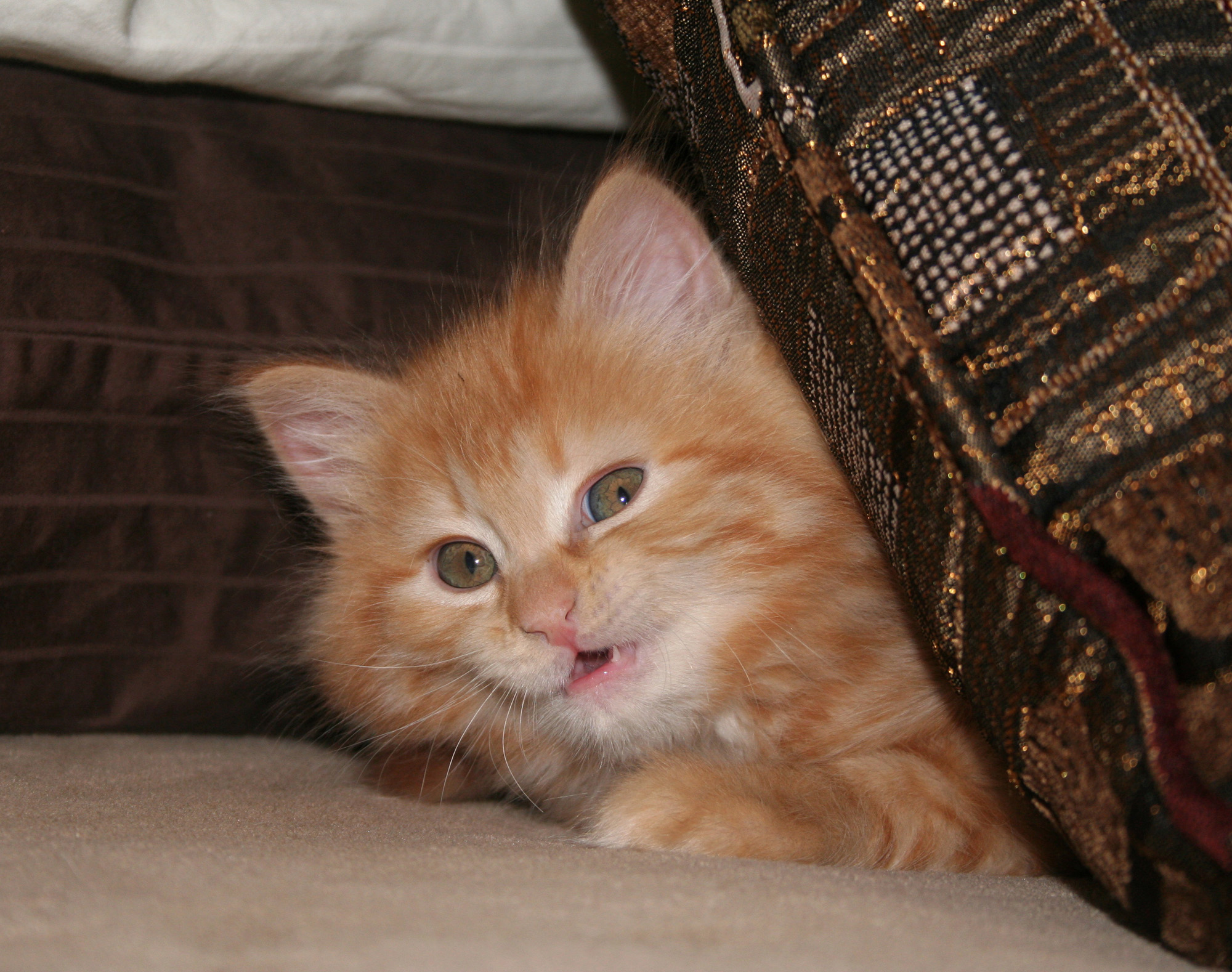 Baby Pia Bean, June 2012 - © Colehauscats.com