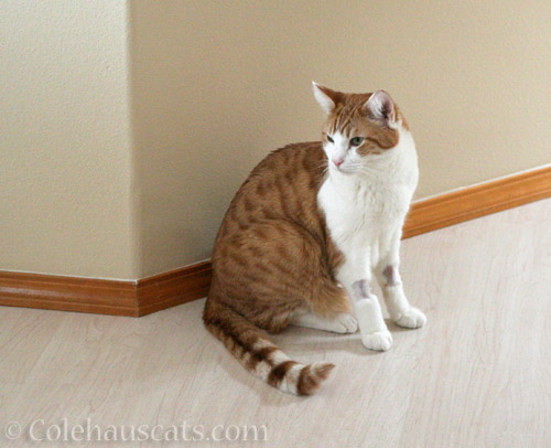 Quint back from the vet - © Colehauscats.com