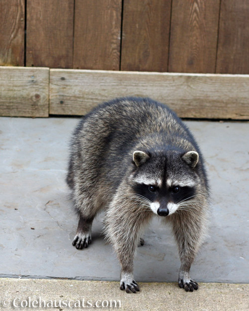 Spring Raccoon #2 - © Colehauscats.com