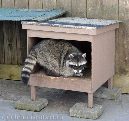 Spring Raccoon #1 - © Colehauscats.com