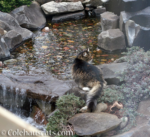 Spring Scruffy - © Colehauscats.com