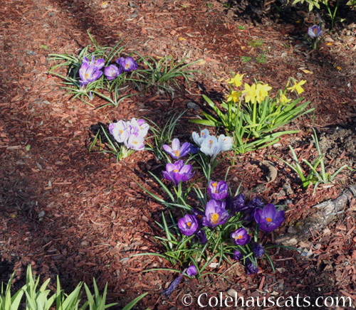 Spring Bulbs - © Colehauscats.com
