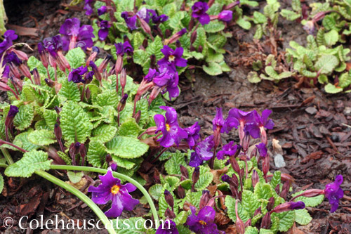 Spring Primroses - © Colehauscats.com