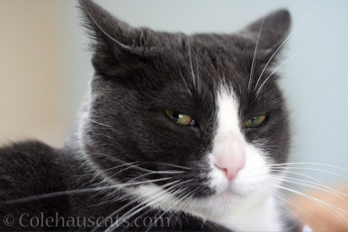 Grumpy Tessa - © Colehauscats.com
