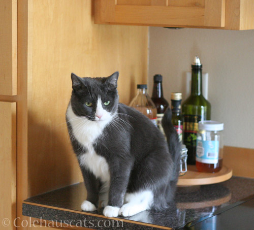 Tessa, get off the counter - © Colehauscats.com