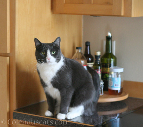 Who's Tessa get off the counter? - © Colehauscats.com