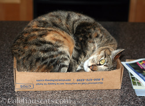 I fit! - © Colehauscats.com