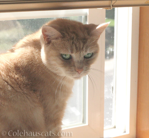 Window Whiffies - © Colehauscats.com