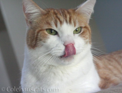 Yums for Quint - © Colehauscats.com