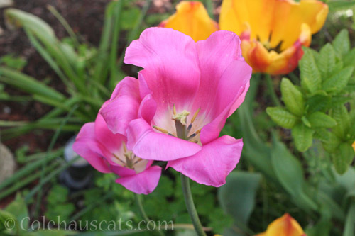 Spring Tulips - © Colehauscats.com