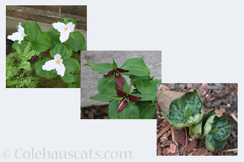 Three kinds of Trilliums - © Colehauscats.com