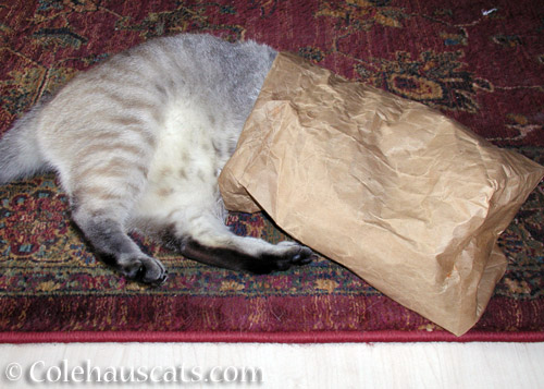 Angel Maxx in a bag, 2006 - © Colehauscats.com