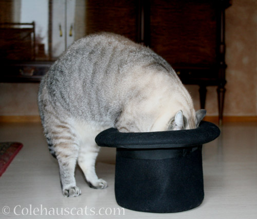 Angel Maxx in a Hat, 2010 - © Colehauscats.com