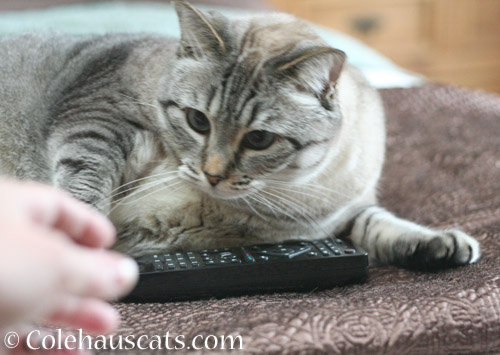 Angel Maxx's response to taking back the Remote - © Colehauscats.com