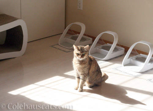 Ruby is impatient for sunshine - © Colehauscats.com