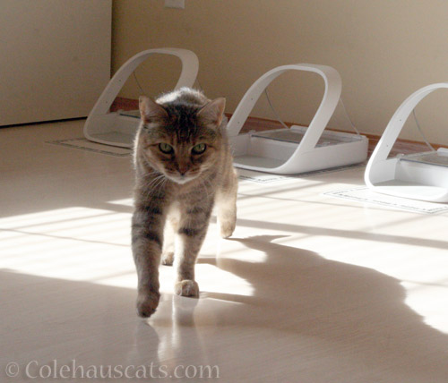 We've been spotted! - © Colehauscats.com