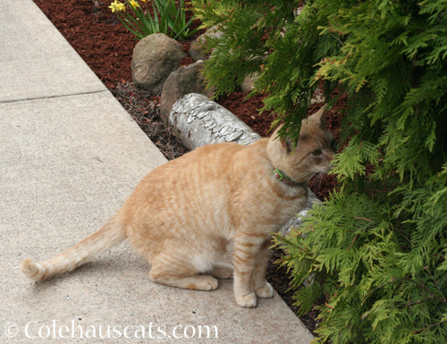 This is neighbor cat W - © Colehauscats.com