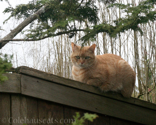Neighbor cat W? Nope. - © Colehauscats.com