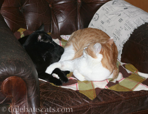 Quint snuggles with Olivia - © Colehauscats.com