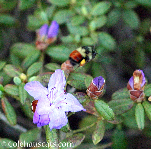 Oregon native Bumblebee - © Colehauscats.com