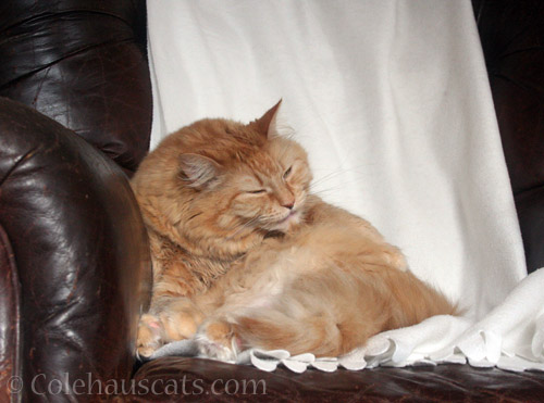 Long fluff bath - © Colehauscats.com