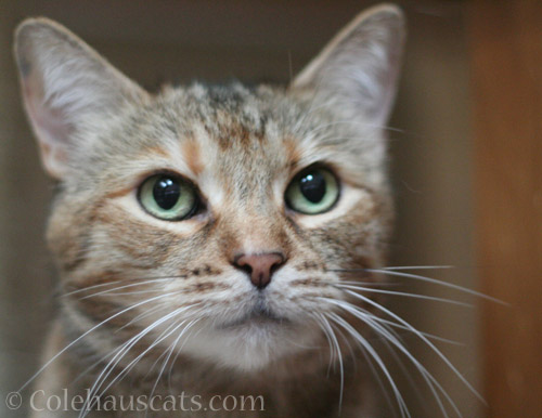 What lovely whiskers - © Colehauscats.com