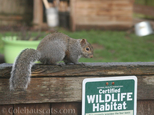 Squirrel of Approval - © Colehauscats.com