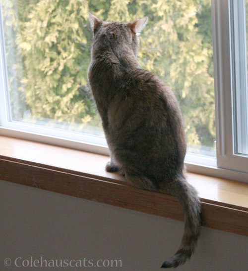 Ruby's still looking - © Colehauscats.com