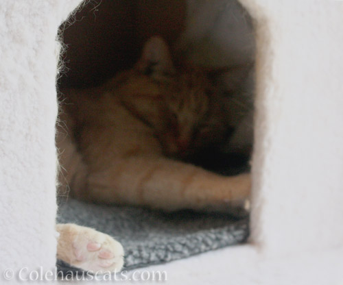 Sunny's spring naps - © Colehauscats.com