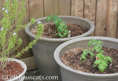 Tomatoes for 2018 - © Colehauscats.com