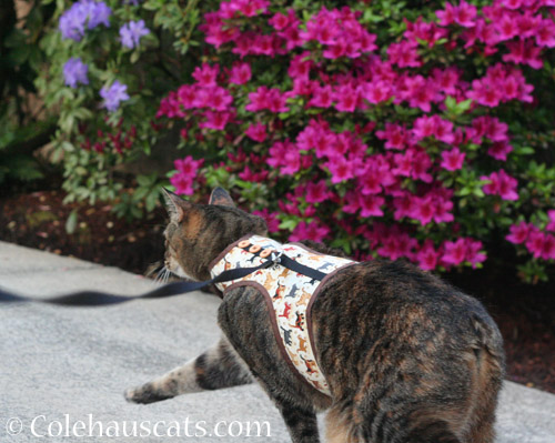 Off to see the flowers - © Colehauscats.com