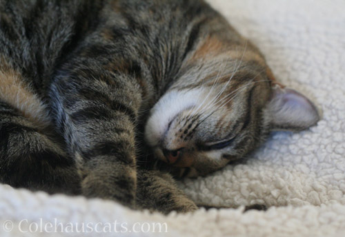 Time for a nap - © Colehauscats.com
