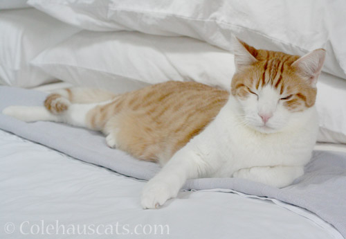 Comfy in bed - © Colehauscats.com