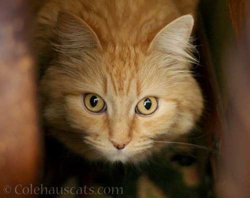 Curious Pia - © Colehauscats.com