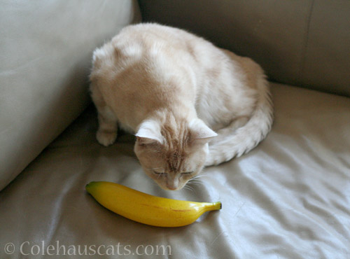 Miss Newton does her banana check - © Colehauscats.com