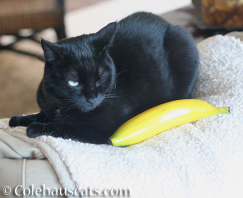 Olivia gives the banana the ol' one eye glare - © Colehauscats.com