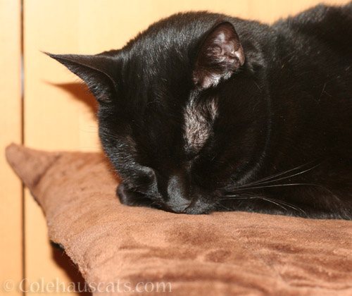 Olivia naps through everything - © Colehauscats.com