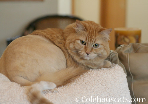 Who's photobombing the Diva? - © Colehauscats.com