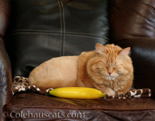 Pia and the banana chill - © Colehauscats.com